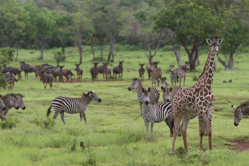 14 Days Magnificent Kenya Safari And Beach Tour