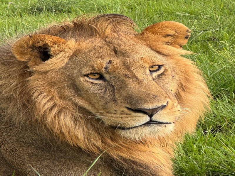 14-Day High-End Honeymoon Safari Tour