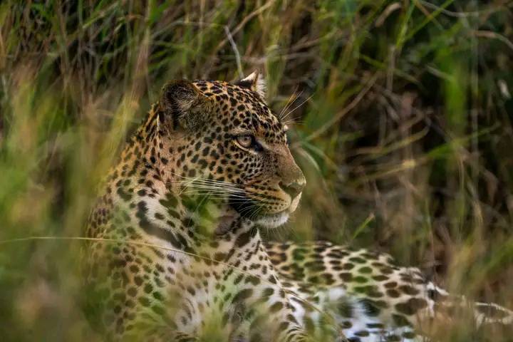 14-Day High-End Honeymoon Safari Tour