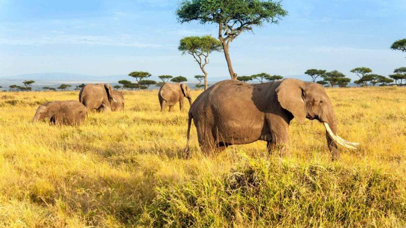 14 Days 13 Nights Beach - Safari Package