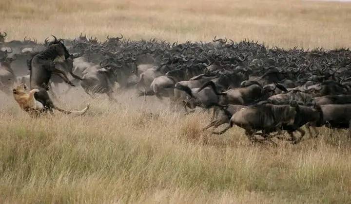 7 Days - 6 Nights Unforgettable Safari Tour