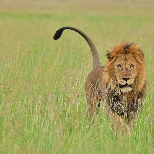 6 Days Wonderful Kenya-Nairobi-Samburu-Amboseli And Maasai Mara Tour