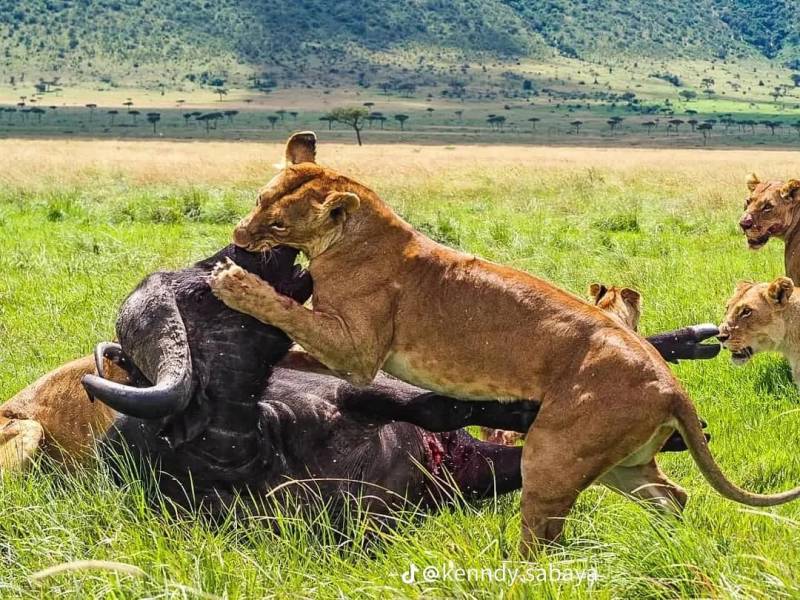 6 Days Wonderful Kenya-Nairobi-Samburu-Amboseli And Maasai Mara Tour
