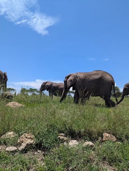 6 Days Wonderful Kenya-Nairobi-Samburu-Amboseli And Maasai Mara Tour