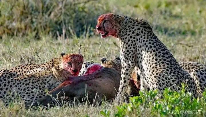 6 Days Wonderful Kenya-Nairobi-Samburu-Amboseli And Maasai Mara Tour