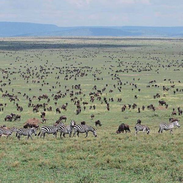 6 Days Wonderful Kenya-Nairobi-Samburu-Amboseli And Maasai Mara Tour