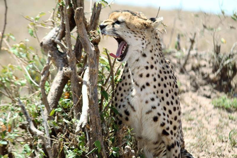 Discover 14 Days Best Value Safari In Kenya Tour