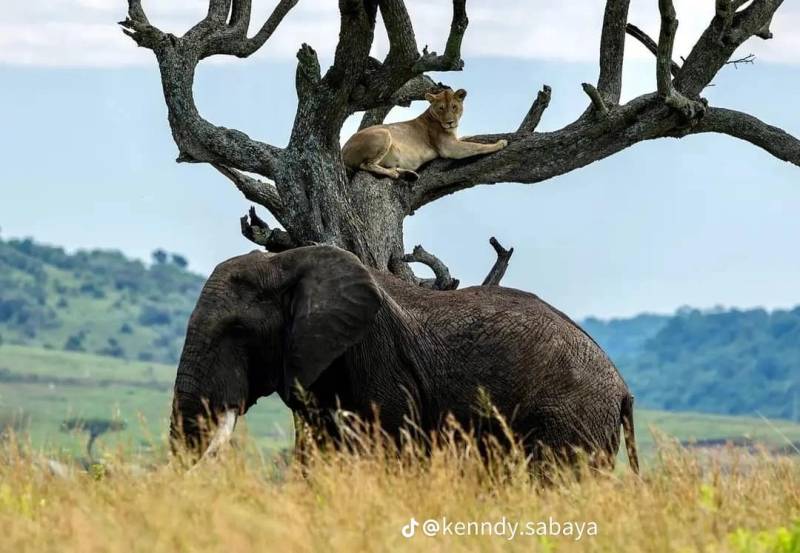 Discover 14 Days Best Value Safari In Kenya Tour