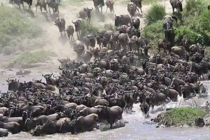 Discover 14 Days Best Value Safari In Kenya Tour