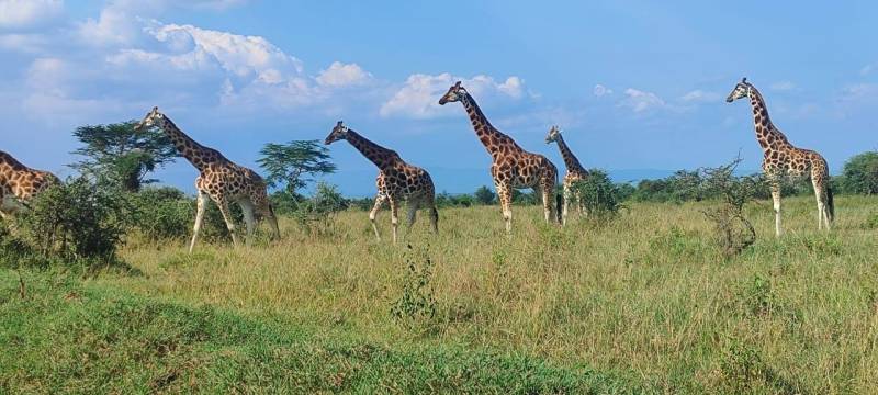 6 Days Unforgettable Safari Tour