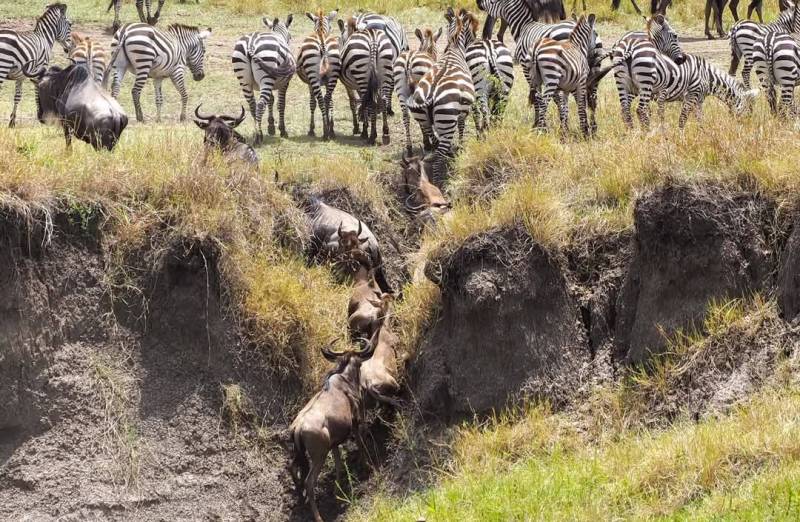 3 Days Masai Mara Safari Tour From Nairobi Image