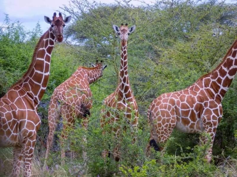 3 Days Tanzania Safari Tour