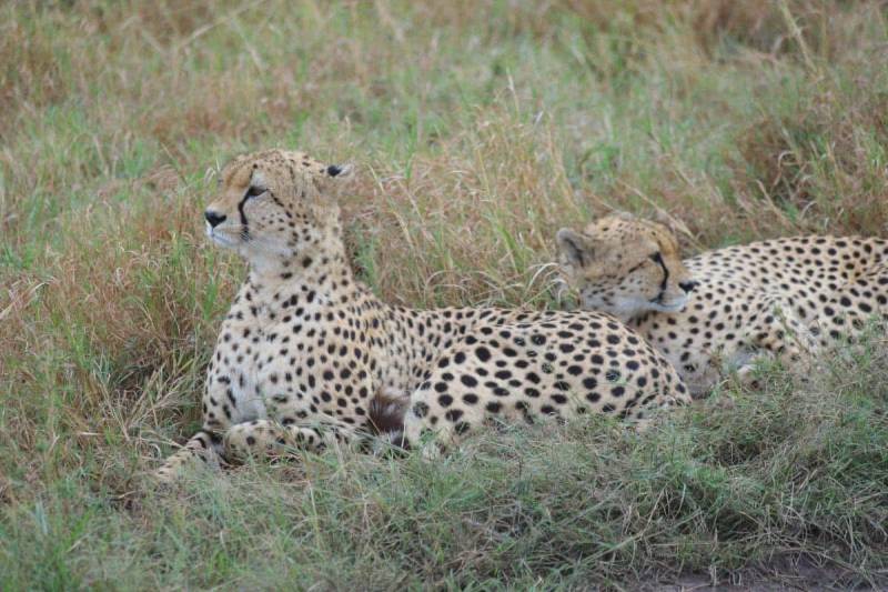 3 Days Tanzania Safari Tour