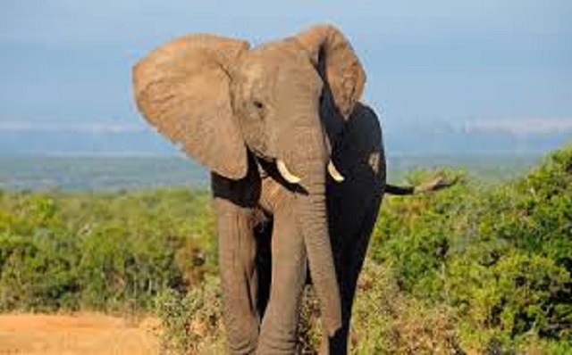 6 Days Kenya Luxury Best Value Safari – Samburu, Ol Pejeta, Lake Nakuru & Maasai Mara