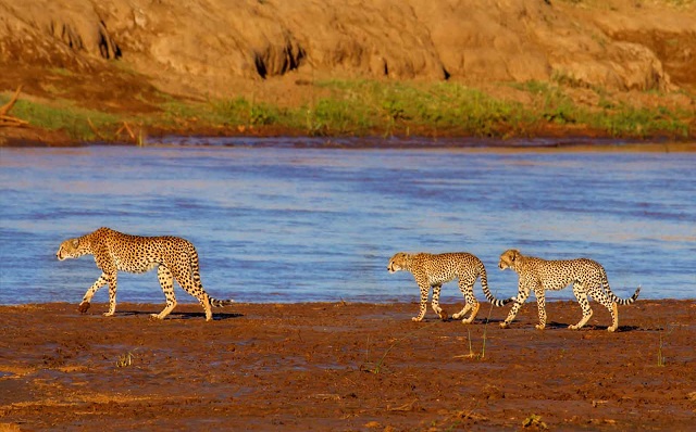 6 Days Kenya Luxury Best Value Safari – Samburu, Ol Pejeta, Lake Nakuru & Maasai Mara