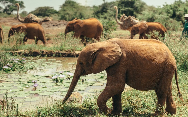 6 Days Kenya Luxury Best Value Safari – Samburu, Ol Pejeta, Lake Nakuru & Maasai Mara