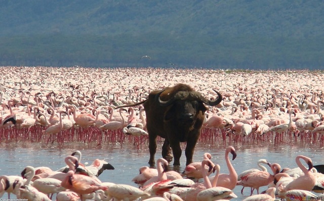 6 Days Kenya Luxury Best Value Safari – Samburu, Ol Pejeta, Lake Nakuru & Maasai Mara