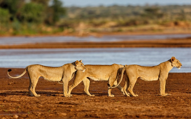 6 Days Kenya Luxury Best Value Safari – Samburu, Ol Pejeta, Lake Nakuru & Maasai Mara