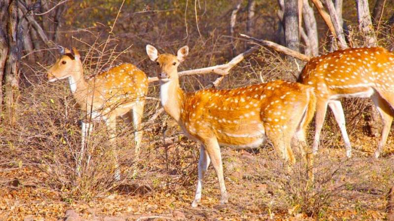Jaipur Ranthambhore Tour