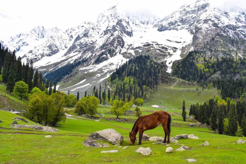 4 Night - 5 Days Kashmir Tour Package