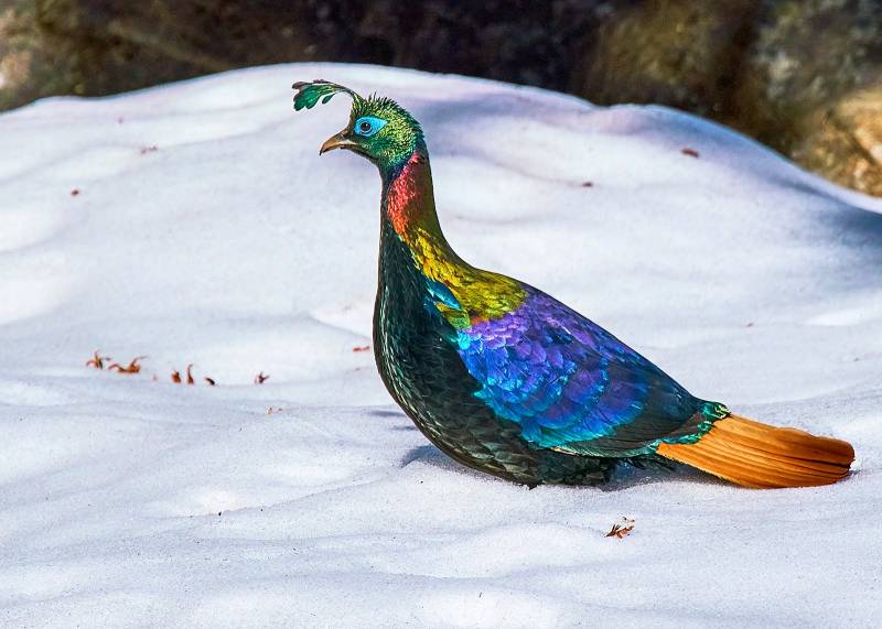 Chopta Chandrashila Trek