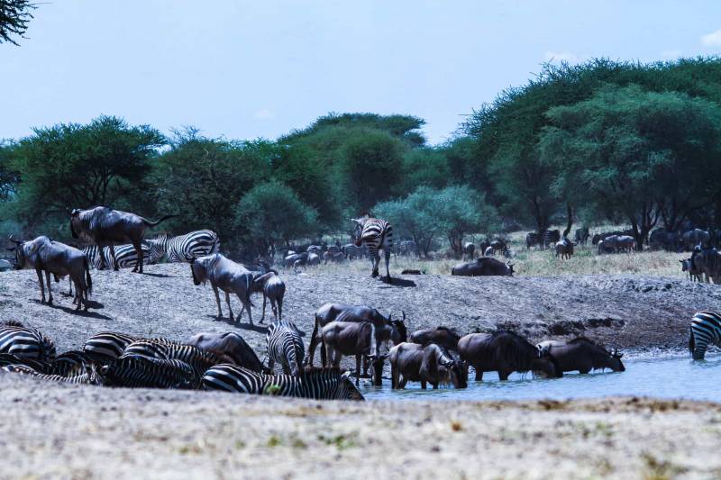 4 Days Tanzania Mid-Range Safari Tour