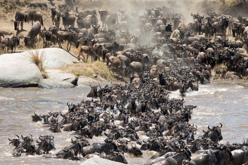 4 Days Tanzania Mid-Range Safari Tour