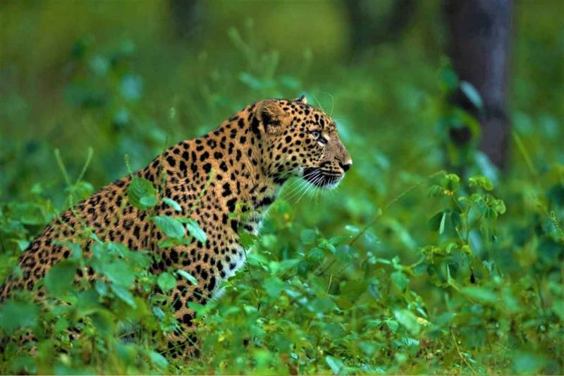 Jungle Safari Weekend : Bandhavgarh 4 Days/3 Nights