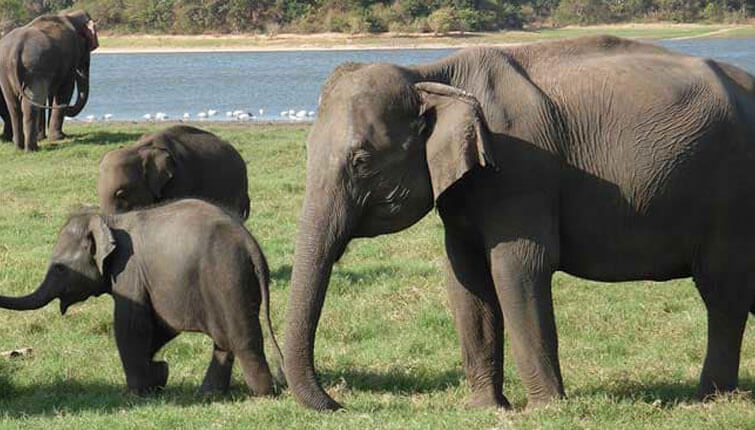 Jungle Safari Weekend : Bandhavgarh 4 Days/3 Nights