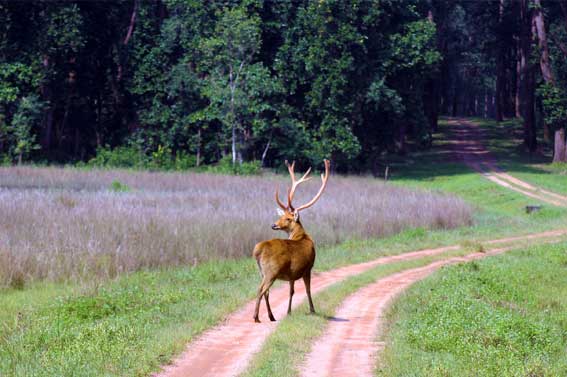 Jungle Safari Weekend : Bandhavgarh 4 Days/3 Nights