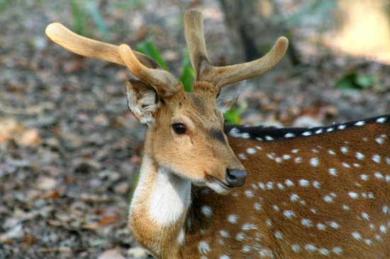 Jungle Safari Weekend : Bandhavgarh 4 Days/3 Nights