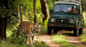 Jungle Safari Weekend : Bandhavgarh 4 Days/3 Nights