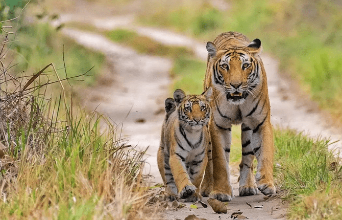 Jungle Safari Weekend : Bandhavgarh 4 Days/3 Nights