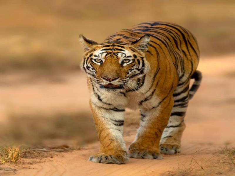 Exlpore – The Lands Of Tiger 7Days/6Nights