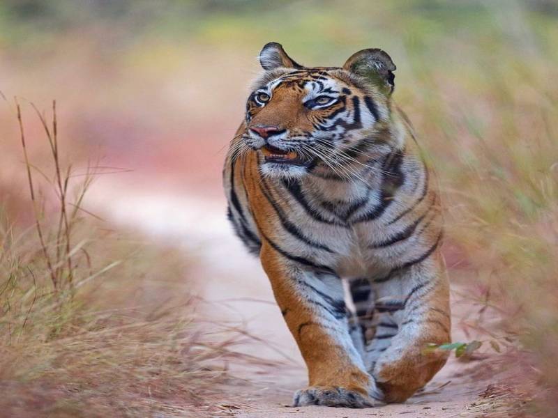 Exlpore – The Lands Of Tiger 7Days/6Nights