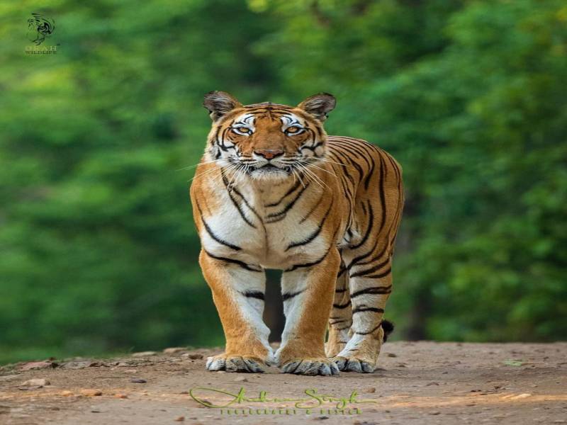 Exlpore – The Lands Of Tiger 7Days/6Nights