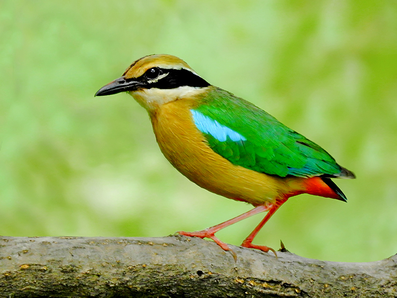 Bandhavgarh – One Day Trip