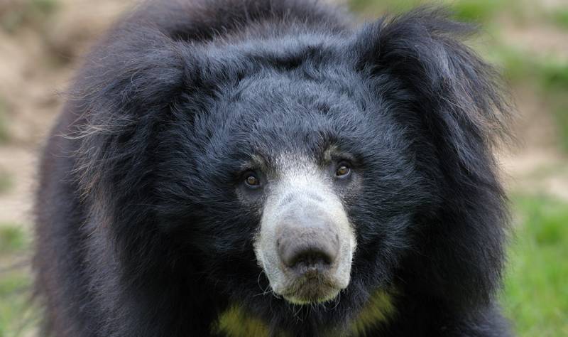 Bandhavgarh – One Day Trip