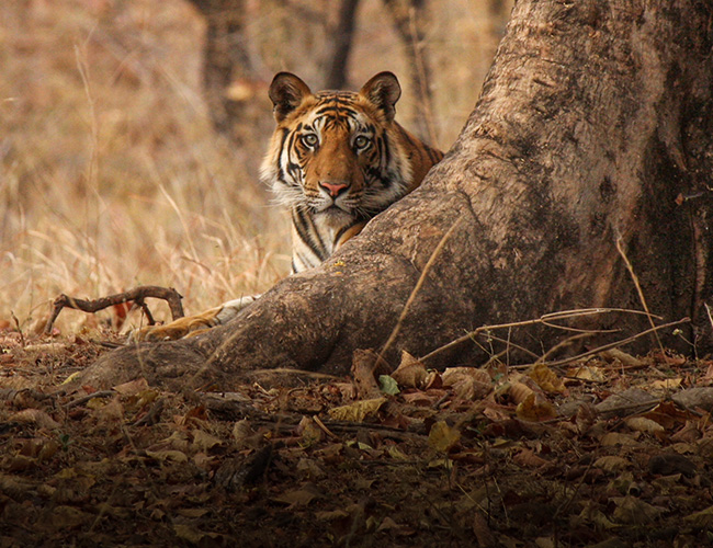 Bandhavgarh – One Day Trip
