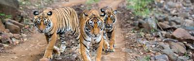 Bandhavgarh- Group Safari Trip