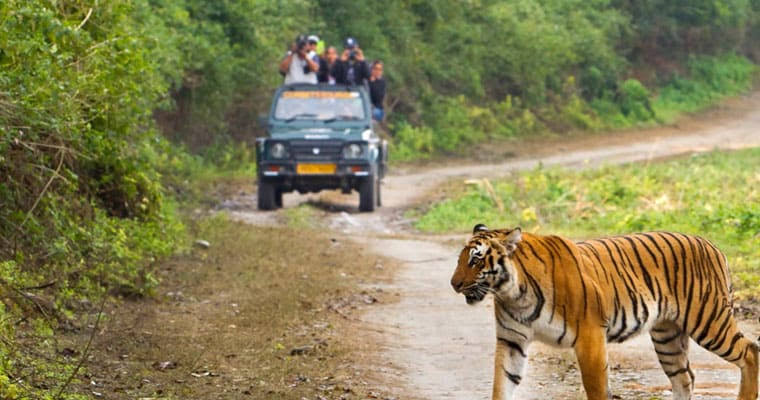 Jim Corbett Safari Tour ( Group Tour for Minimum 4 persons )