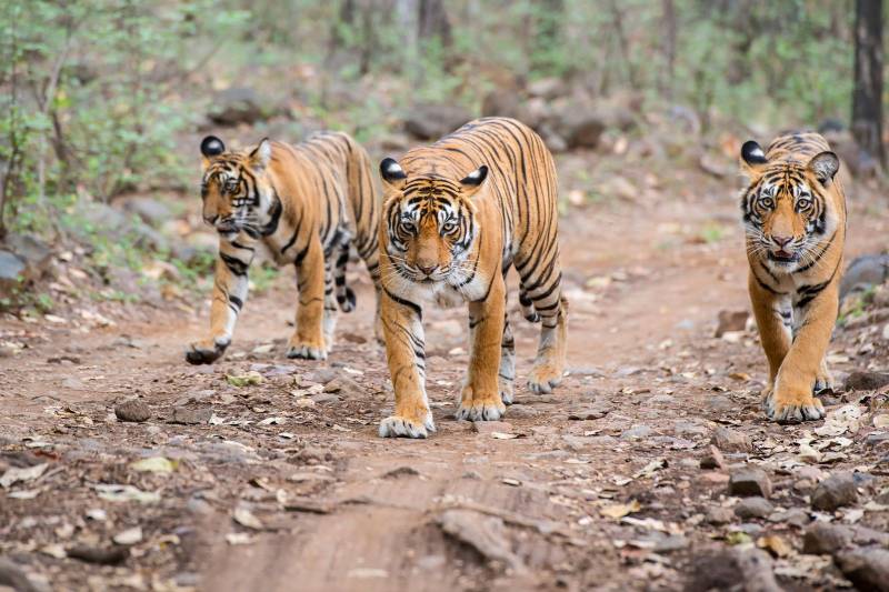 4 Night 5 Days Kolkata - Sundarbans Wildlife Tour Image