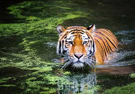04 Nights and 05 Days Wildlife Tour Odisha