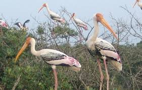 04 Nights and 05 Days Wildlife Tour Odisha