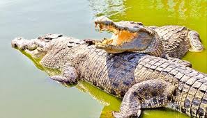 04 Nights and 05 Days Wildlife Tour Odisha