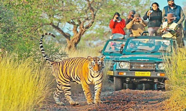 One Day Ranthambore Safari Package Image