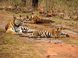 6 Nights 7 Days Madhya Pradesh Wildlife - Panna - Bandhavgarh - Kanha Tour