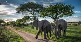 4-Day Nyerere NP Boat Safari, Game Drive, Walking Safari