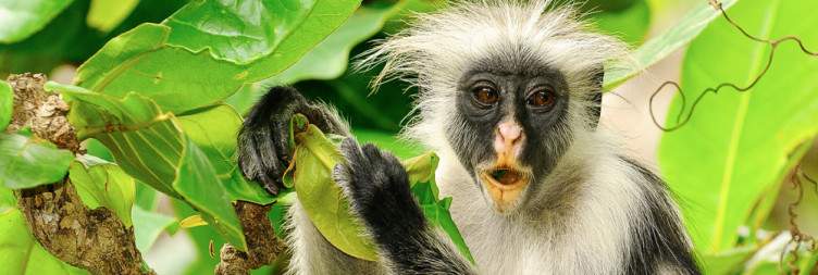 14-Day The Ultimate Safari and Zanzibar Beach Excursion