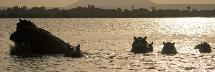 3-Day Thrilling Nyerere National Park Private Safari